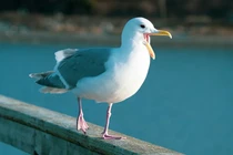 Báo động 97% chim biển ở Nam Cực ăn phải vi nhựa