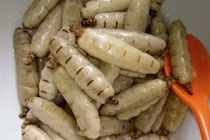 Đặc sản được ví như “thần dược”, bắt về bán kiếm chục triệu