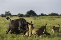 Video: Trâu rừng tấn công sư tử, giải cứu đồng loại