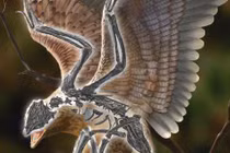 Trung Quốc: Chim mang đầu T-rex hiện nguyên hình từ cõi chết