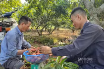 Vải u trứng trắng ở Hải Dương ngon cỡ nào ai nhìn cũng ham ăn?