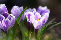 Ai sinh vào 3 tháng Âm lịch này, trung vận dư dả phú quý