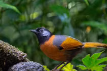 “Chôn chân” ở nơi ngắm chim lý tưởng nhất Việt Nam