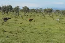 Video: Ngựa vằn con bỏ mạng vì “trêu ngươi” sư tử 