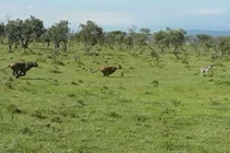 Video: Ngựa vằn con bỏ mạng vì “trêu ngươi” sư tử 