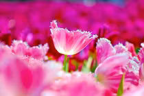 Từ Rằm tháng 2 nhuận, 3 con giáp đón lộc Thần Tài, gì cũng phát