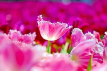 Từ Rằm tháng 2 nhuận, 3 con giáp đón lộc Thần Tài, gì cũng phát