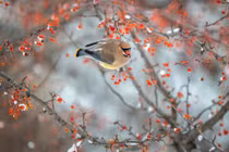 Nhận cái kết viên mãn trong tháng 4 Âm, 4 tuổi bận rộn đếm tiền