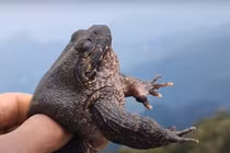 Ếch 'quý tộc' cực hiếm ở Việt Nam, có tiền cũng khó mua