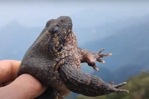 Ếch 'quý tộc' cực hiếm ở Việt Nam, có tiền cũng khó mua