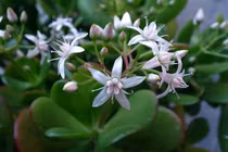 Loài cây hút lộc trồng trên ban công, gia chủ tiền ào vào túi