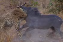 Video: Báo đoạt mạng lợn rừng trong chớp mắt