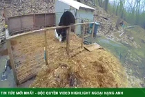 Video: Gấu đột nhập chuồng lợn, bị rượt đuổi thục mạng