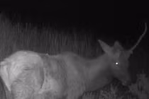 Sự thật về sinh vật thần thoại được ghi lại trên camera đường mòn