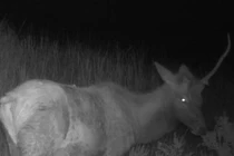 Sự thật về sinh vật thần thoại được ghi lại trên camera đường mòn