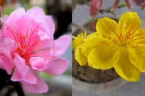 6 điềm lành ngày Tết báo hiệu cả năm tiền bạc ngập tràn 