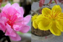 6 điềm lành ngày Tết báo hiệu cả năm tiền bạc ngập tràn 