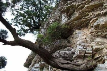 Loại gỗ quý hiếm từ thời khủng long được ví là 'báu vật'