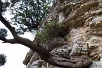 Loại gỗ quý hiếm từ thời khủng long được ví là 'báu vật'