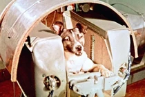 Chuyện kỳ thú và đáng buồn nhất về các loài động vật trong không gian