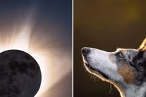 Phát hiện mới Mặt Trăng kiểm soát cách hành xử của động vật