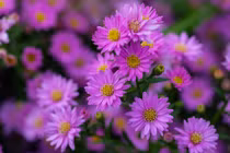 Lộc rót đầy tay: Sinh vào 4 tháng Âm lịch này con cháu thịnh vượng