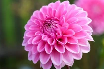 Người sinh vào 4 tháng Âm lịch này, trung niên thăng hoa bất ngờ