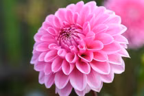 Người sinh vào 4 tháng Âm lịch này, trung niên thăng hoa bất ngờ