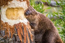 Chuyên gia giải mã loài vật ngốc nhất thế giới có nguy cơ tuyệt chủng 