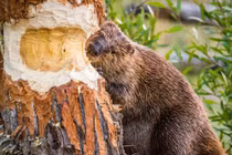 Chuyên gia giải mã loài vật ngốc nhất thế giới có nguy cơ tuyệt chủng 