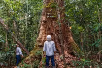 Loại gỗ quý hiếm hơn cả gỗ sưa, cả thế giới khao khát