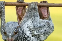 Khỉ bay: Sinh vật bí ẩn có thể bay mà không có cánh