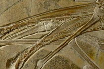 Rùng rợn dung nhan vua bầu trời miệng mọc 480 chiếc răng