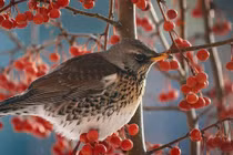 Nửa cuối năm 2022, 3 con giáp thích hợp kết hôn, tiền tài viên mãn