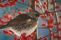 Nửa cuối năm 2022, 3 con giáp thích hợp kết hôn, tiền tài viên mãn