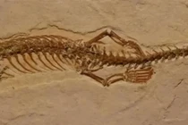 Loài rắn từng có chân nhưng dần mất đi vì...