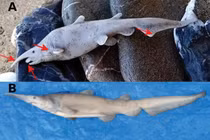 Con cá mập yêu tinh quá kỳ lạ