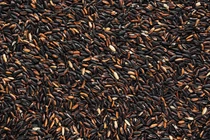 Khác biệt gạo trắng và gạo lứt