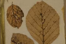 Bí ẩn những chiếc lá nhuốm máu vua Bỉ