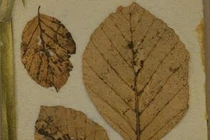 Bí ẩn những chiếc lá nhuốm máu vua Bỉ