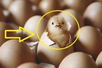 Con gà có trước hay quả trứng có trước: 90% câu trả lời sai