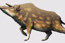 Loài lợn cổ xưa có sừng giống như kỳ lân trong thần thoại 