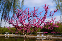 Người sinh vào những ngày Âm lịch này làm gì cũng giỏi