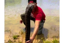 Video: Tay không túm rắn hổ mang chúa, người đàn ông hành động sốc 