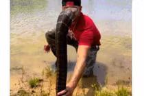 Video: Tay không túm rắn hổ mang chúa, người đàn ông hành động sốc 