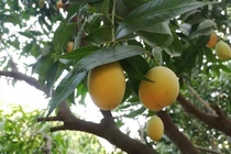 Loại quả nhìn như trứng gà giá siêu rẻ, chỉ từ 50 nghìn đồng/kg