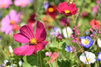 3 con giáp như rồng cưỡi mây, tháng 3 hút tiền vào túi