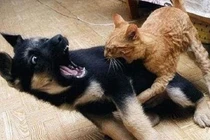 Video: Chó bị mèo đánh đuổi chạy khắp phố 