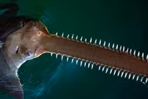 Loài cá cực dị có mỏ như lưỡi cưa đối mặt nguy cơ tuyệt chủng