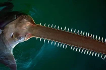 Loài cá cực dị có mỏ như lưỡi cưa đối mặt nguy cơ tuyệt chủng